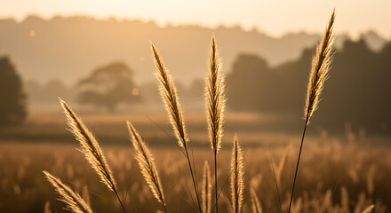 A tranquil image of foxtail grass bathed in a soft, back-lit sunrise over a misty, rural landscape.