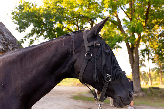 A close-up shot of a magnificent horse's head, wearing a fly mask to protect its eyes from insects. The detailed texture of the mane and the dark coat is visible, captured in natural light.