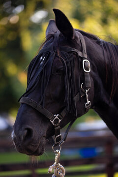 A close-up shot of a magnificent horse's head, wearing a fly mask to protect its eyes from insects. The detailed texture of the mane and the dark coat is visible, captured in natural light.
