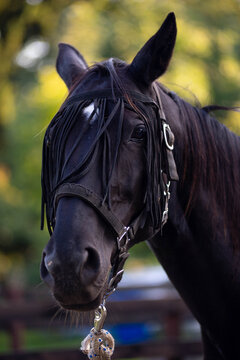 A close-up shot of a magnificent horse's head, wearing a fly mask to protect its eyes from insects. The detailed texture of the mane and the dark coat is visible, captured in natural light.