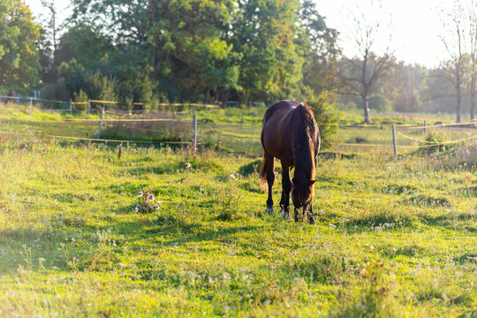 A beautiful horse grazes peacefully in a sunlit green meadow with wildflowers. The golden hour light creates a warm and serene atmosphere, perfect for themes of nature and rural life.