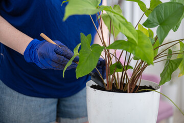Person wearing blue gloves pruning a green leafy indoor plant in a white pot, focusing on hands,...