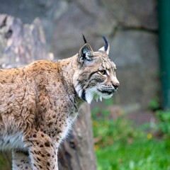 Obraz premium Lynx in profile view