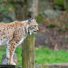 Fototapeta premium Lynx standing on wooden fence