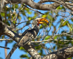 yellow billed hornbill on branch