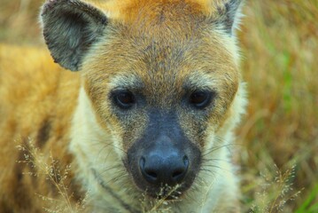 hyena in the grass