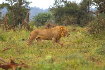 lion in the grass