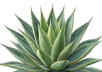 Fototapeta premium aloe vera plant