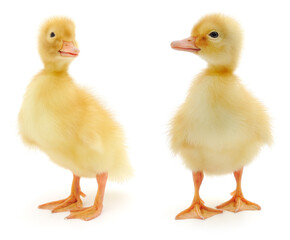 Two yellow ducklings isolated on white background