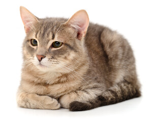 Tabby cat lying isolated on white background