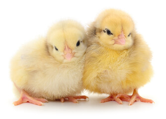Two baby chicks isolated on white background