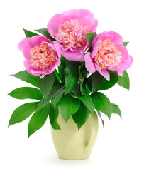 Pink peonies in vase isolated on white background