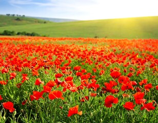 Vibrant poppy field under a clear sky