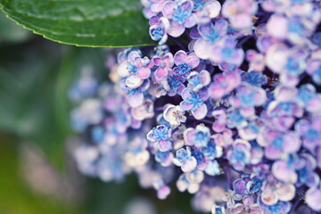 おたふくあじさい２