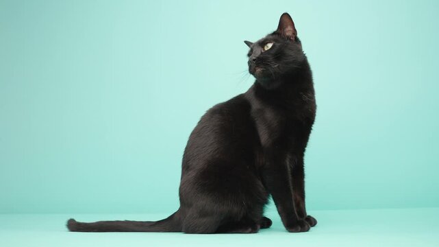 Curious black cat posing on turquoise background