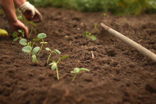 a farmer's hand touching fertile soil in a garden. gardener hand touching fertile soil. organic farming sustainable food. grow your own vegetables garden. farmer inspecting cucumber plant