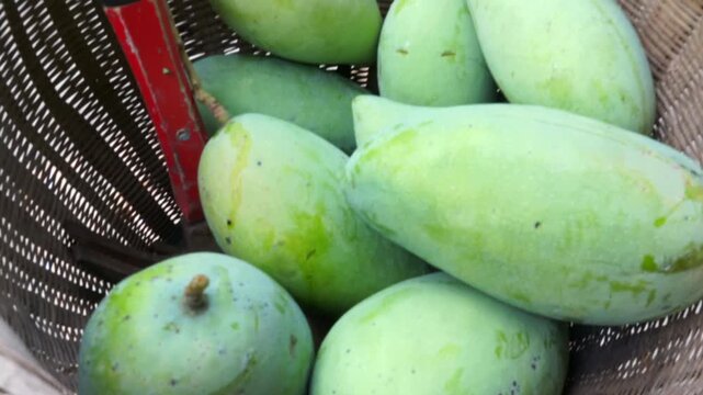 4K close up video of organic Keo Savoy green mango, extra large size comparable to a palm. Fresh tropical seasonal fruit, healthy organic produce, perfect for agriculture, nutrition, exotic food fruit