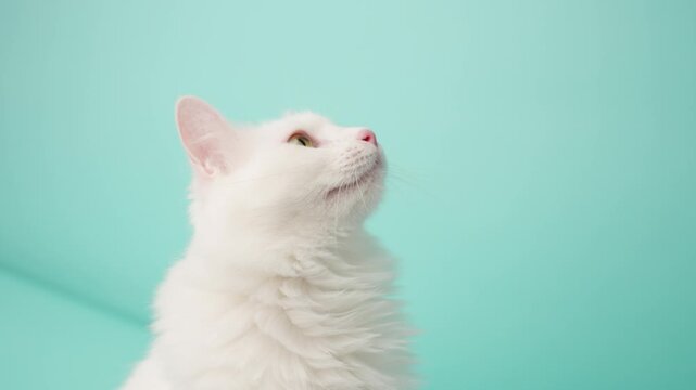 White turkish angora cat looking up on turquoise background