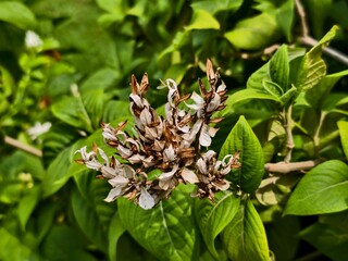 Close up of dried white flowers and green leaves in a garden, floral plant photography image