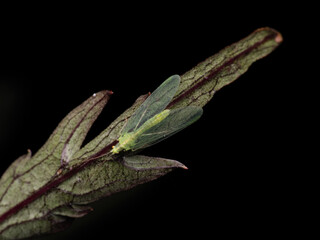A green lacewing resting on a leaf (Chrysoperla carnea)