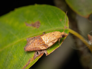 A Light Brown Apple Moth resting on a leaf (Epiphyas postvittana)