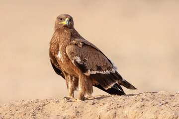 Steppe eagle (Aquila nipalensis) perched on arid ground in its natural habitat.