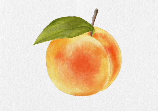 Peach Watercolor Illustration