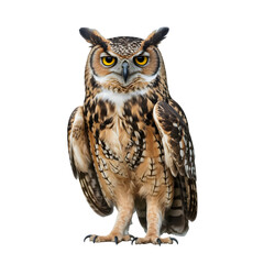 Fototapeta premium Majestic owl isolated on transparent background, showcasing its piercing eyes and powerful presence