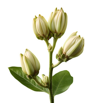 A photo  of Bacaba (Oenocarpus bacaba) highlighting its organic form and subtle natural tones  soft illumination and crisp detail