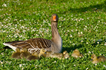 Goose family relaxing together on a spring meadow filled with daisies, captured in natural sunlight
