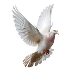 Fototapeta premium Beautiful white dove flying with open wings isolated on transparent background in studio shot