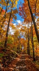 Naklejka premium Autumn trail through colorful forest