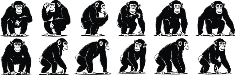 Chimpanzee, monkey, ape, primate, wildlife, animal, illustration, cartoon, drawing, pose, sitting, standing, crouching, holding, object, jungle, nature, behavior, art, character