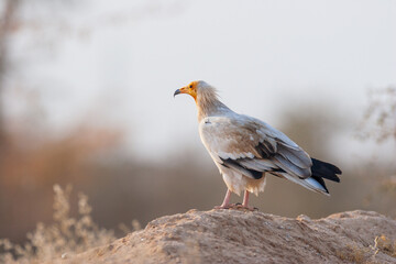Egyptian vulture (Neophron percnopterus) perched on arid ground in India.