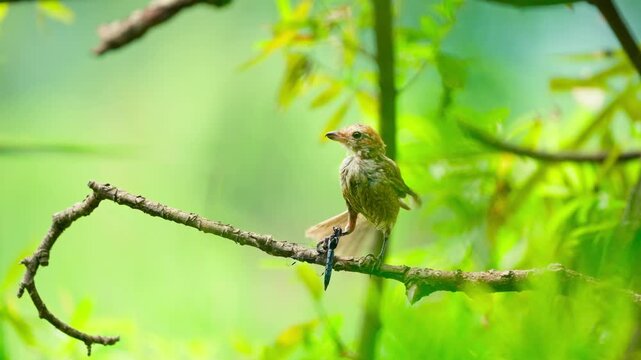 Juvenile Bull-headed Shrike Eating a Dragonfly