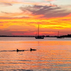 Dolphins at Sunset, Coastal Waters