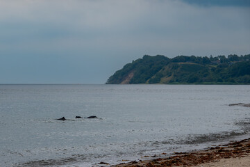 Porpoise whale at the bay