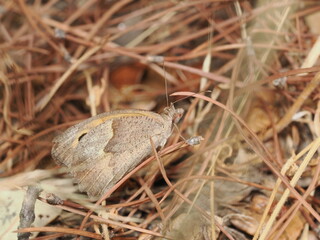 Maniola jurtina es una mariposa común de tonos marrones y naranjas, que habita praderas y bordes de caminos en Europa y Asia occidental.
