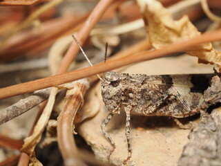 Trimerotropis pallidipennis es un saltamontes de tonos pardos y alas claras, adaptado a zonas...