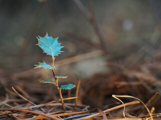 La encina (Quercus ilex) es un árbol perenne de hojas duras y frutos en bellas, típico de bosques mediterráneos, resistente a la sequía y al frío.