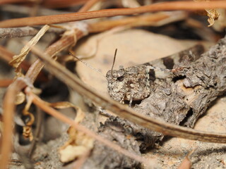 Trimerotropis pallidipennis es un saltamontes de tonos pardos y alas claras, adaptado a zonas áridas y arenosas, donde se camufla entre la vegetación