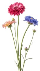 An elegant and vibrant collection of flowers.