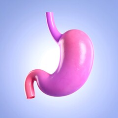 3D model of a human stomach