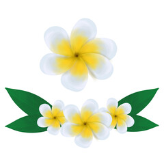frangipani flower isolated on white background, white yellow Kemboja Flowers transparant background 