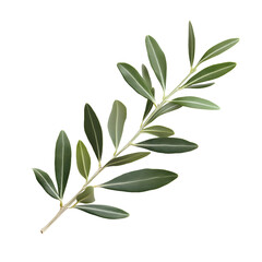 Fresh Olive Branch with Green Leaves on White Background