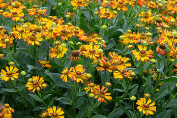 Dainty yellow and rusty orange Helenium ‘Loysder Wieck’, sneezweed, in flower.