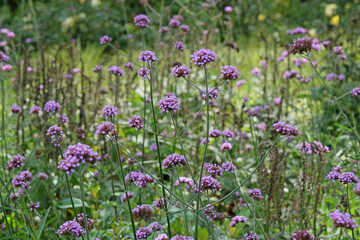 Purple Verbena bonariensis, also known as purpletop vervain, tall verbena, Argentinian vervain, or pretty verbena, in flower.