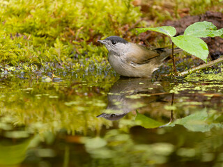 Blackcap, Sylvia atricapilla
