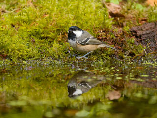 Coal tit, Periparus ater