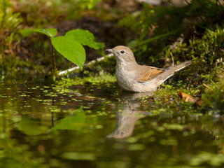 Common whitethroat, Curruca communis